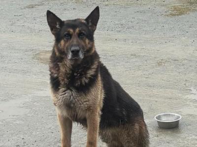 2 German Shepherd puppies for sale in Louth