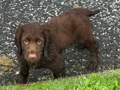 IKC Registered male Cocker Spaniel puppy in Waterford