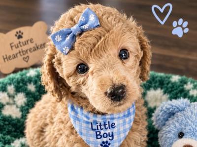Stunning miniature Poodle puppies in Down
