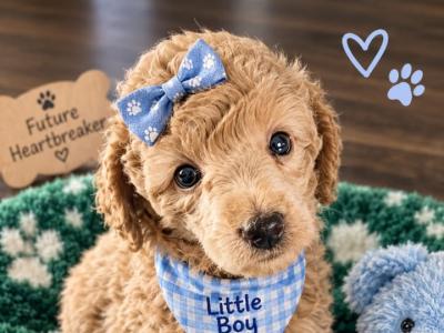 Stunning miniature Poodle puppies in Down