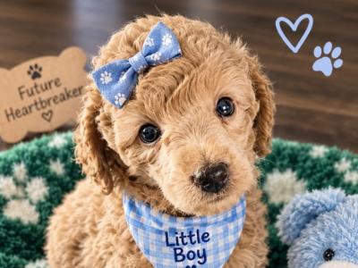 Stunning miniature Poodle puppies in Down