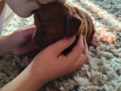 Stunning miniature Poodle puppies in Down