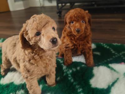 Stunning miniature Poodle puppies in Down