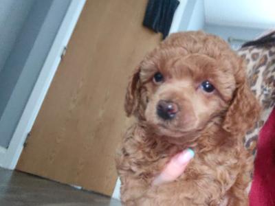 Stunning miniature Poodle puppies in Down