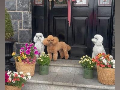 Stunning miniature Poodle puppies in Down