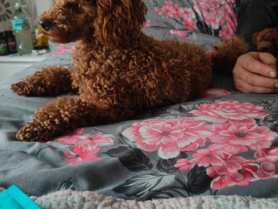 Stunning miniature Poodle puppies in Down