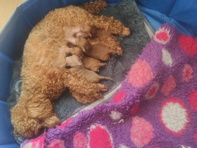 Stunning miniature Poodle puppies in Down