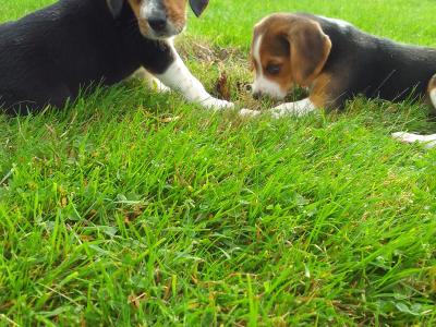 Beagles puppies for sale in Wexford