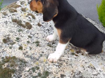 Beagles puppies for sale in Wexford
