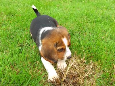 Beagles puppies for sale in Wexford