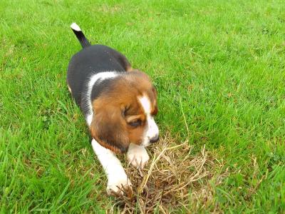 Beagles puppies for sale in Wexford