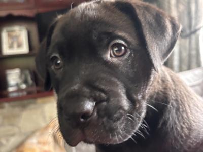 Black Male Rottweiler X Puppy in Mayo