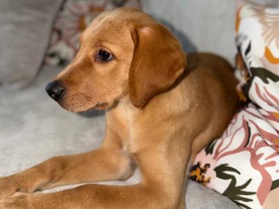 Marley is a male Golden Labrador puppy 4 months old in Meath