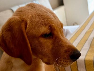 Marley is a male Golden Labrador puppy 4 months old in Meath