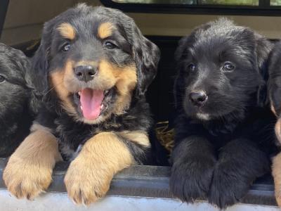 Golden Mountain Dog puppies in Galway