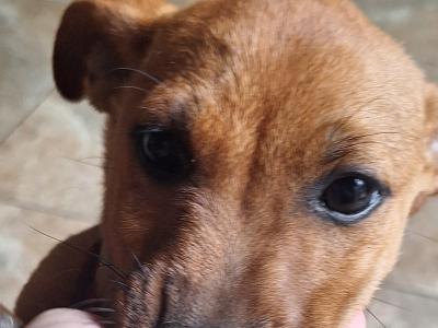 Male Jack Russell puppy 4 months old in Kilkenny