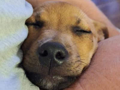 Male Jack Russell puppy 4 months old in Kilkenny