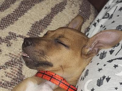 Male Jack Russell puppy 4 months old in Kilkenny