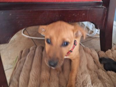Male Jack Russell puppy 4 months old in Kilkenny
