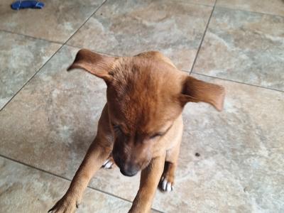 Male Jack Russell puppy 4 months old in Kilkenny