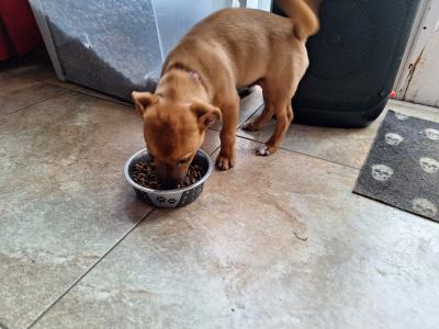 Male Jack Russell puppy 4 months old in Kilkenny