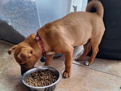 Male Jack Russell puppy 4 months old in Kilkenny