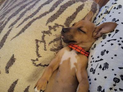 Male Jack Russell puppy 4 months old in Kilkenny