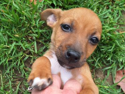 Male Jack Russell puppy 4 months old in Kilkenny