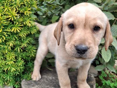 4 lovely purebred Labrador puppies for sale in Kilkenny