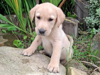 4 lovely purebred Labrador puppies for sale in Kilkenny