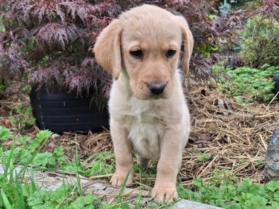 4 lovely purebred Labrador puppies for sale in Kilkenny
