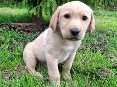 4 lovely purebred Labrador puppies for sale in Kilkenny