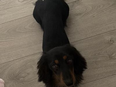 Minature long haired dachshund for stud
