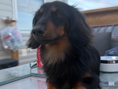 Minature long haired dachshund for stud