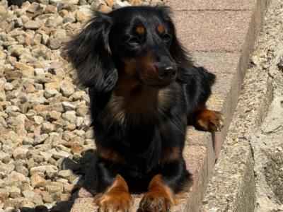 Miniature Long Haired Dachshund for stud in Dublin