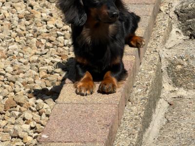 Minature long haired dachshund for stud