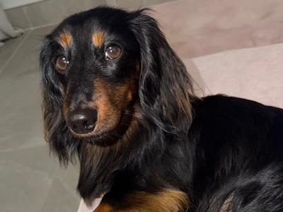 Miniature Long Haired Dachshund for stud in Dublin