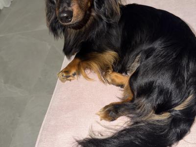 Minature long haired dachshund for stud