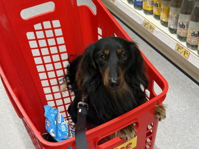Minature long haired dachshund for stud