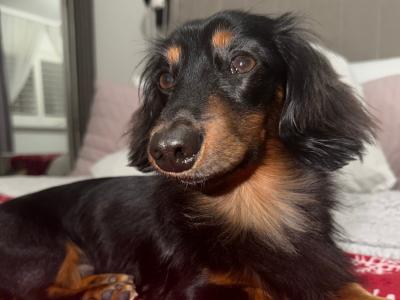 Miniature Long Haired Dachshund for stud in Dublin
