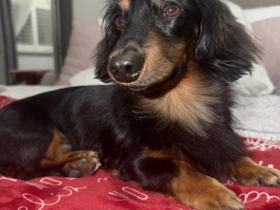 Minature long haired dachshund for stud