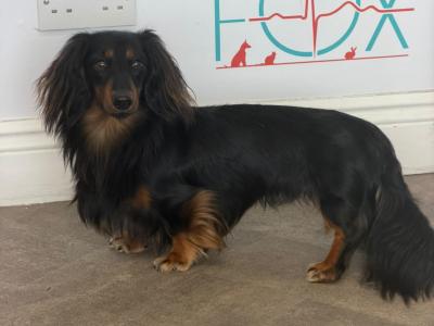 Minature long haired dachshund for stud