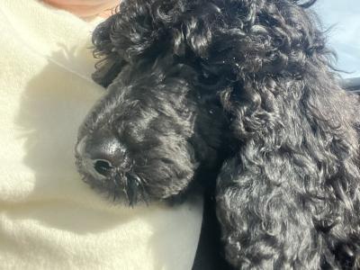 IKC Registered male miniature Poodle puppy in Kerry