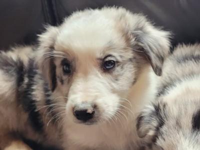 Blue Merle Border Collie puppies in Tipperary