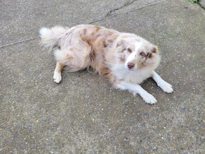Blue Merle Border Collie puppies in Tipperary