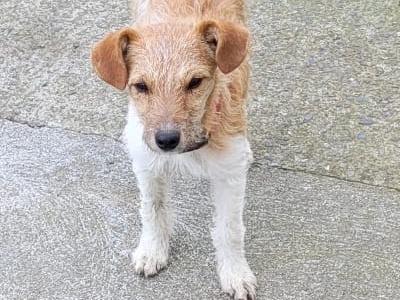 Male Fox Terrier puppy 6 months old in Tipperary