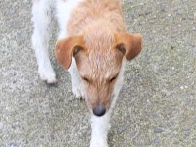 Male Fox Terrier puppy 6 months old in Tipperary