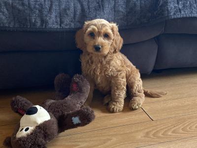 F1 miniature Cockapoo puppies in Wexford