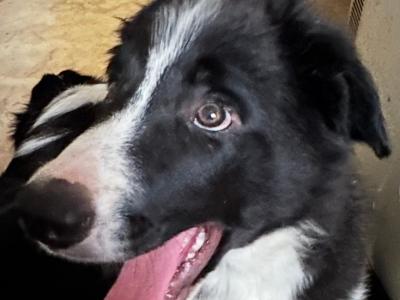 Border Collies in Galway