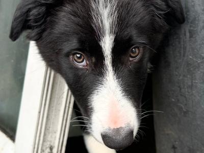2 Male and 1 Female Border Collie puppies in Galway